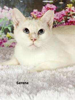 Domestic Short Hair Cats Available for Adoption in Gilbert, Arizona - Serene | PetCurious