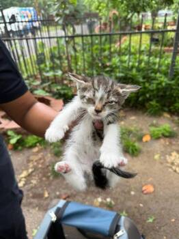 Domestic Short Hair Cats Available for Adoption in Dallas, Texas - BARNEY | PetCurious