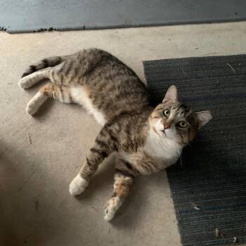 Austin -  Tabby Cat for Adoption in Bonaire, Georgia - Austin | PetCurious