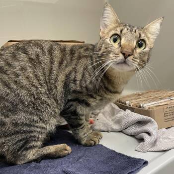 CinnaGirl -  Domestic Short Hair Cat for Adoption in Saint Charles, Missouri - CinnaGirl | PetCurious