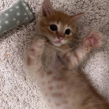 Butters -  Domestic Short Hair Cat for Adoption in San Diego, California - Butters | PetCurious