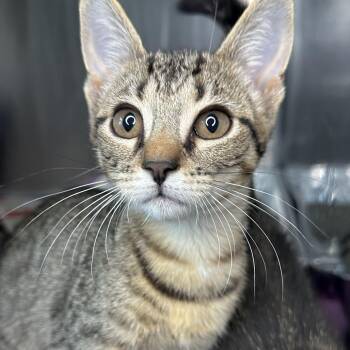 Tigger -  Domestic Short Hair Cat for Adoption in Matteson, Illinois - Tigger | PetCurious
