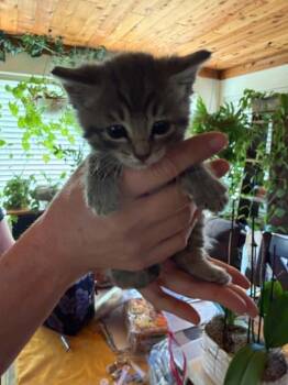 Domestic Short Hair Cats Available for Adoption in Tehachapi, California - Billy Boss | PetCurious