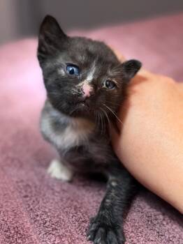 Pebbles -  Domestic Short Hair Cat for Adoption in Lockhart, Texas - Pebbles | PetCurious