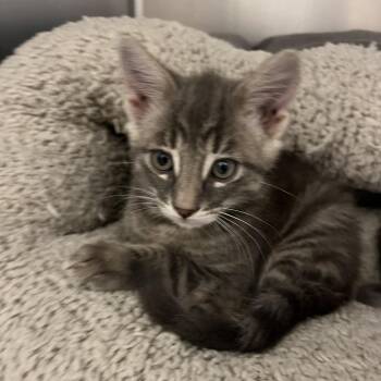 Elliot -  Domestic Short Hair Cat for Adoption in Sonoma, California - Elliot | PetCurious