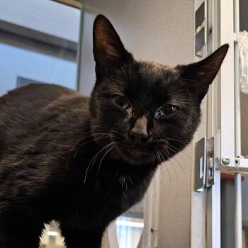 Domestic Short Hair Cats Available for Adoption in Cedar Rapids, Iowa - Chocolate | PetCurious