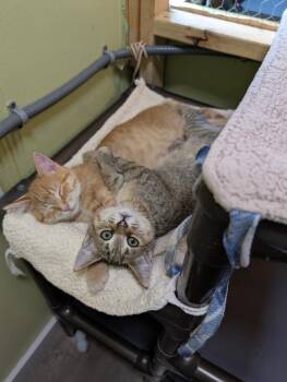 Breann -  Domestic Short Hair Cat for Adoption in Rice Lake, Wisconsin - Breann | PetCurious