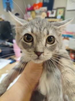 Rescue Domestic Short Hair Cats for Adoption in Seneca, South Carolina - Mossimo $50 | PetCurious