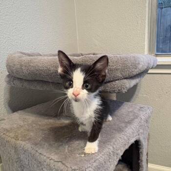 Calamari -  Domestic Short Hair Cat for Adoption in Dallas, Texas - Calamari | PetCurious