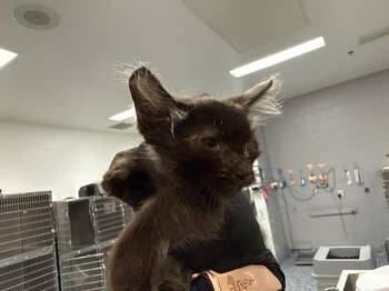 A1926863 -  Domestic Short Hair Cat for Adoption in Thousand Palms, California - A1926863 | PetCurious