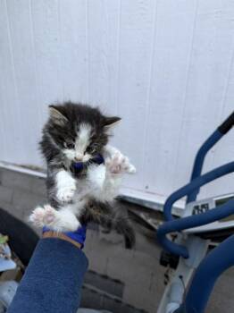Domestic Long Hair Cats Available for Adoption in Dallas, Texas - BEE | PetCurious
