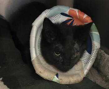 Nova -  Domestic Short Hair Cat for Adoption in Vancouver, Washington - Nova | PetCurious