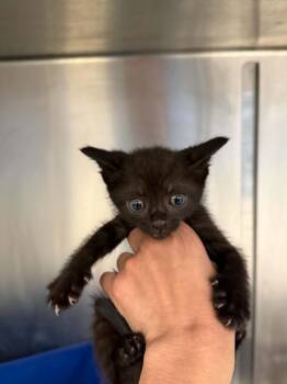 LEMON -  Domestic Short Hair Cat for Adoption in Houston, Texas - LEMON | PetCurious