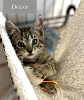 Dexter -  Domestic Short Hair Cat for Adoption in Chalfont, Pennsylvania - Dexter | PetCurious
