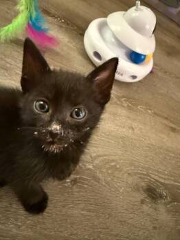 Lyric 5237 -  Domestic Short Hair Cat for Adoption in Bonsall, California - Lyric 5237 | PetCurious