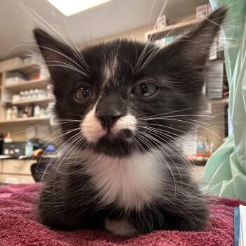 Jimmy -  Domestic Short Hair Cat for Adoption in Flagstaff, Arizona - Jimmy | PetCurious