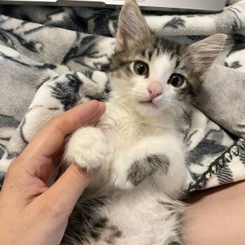 Rescue Domestic Short Hair Cats for Adoption in Los Angeles, California - Jute | PetCurious