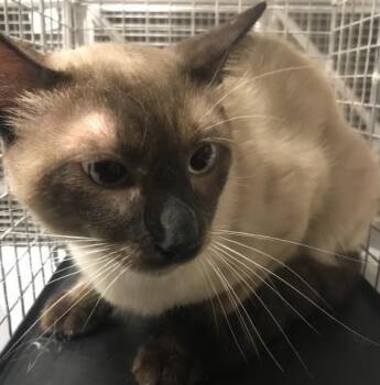 A428902 -  Siamese Cat for Adoption in Conroe, Texas - A428902 | PetCurious
