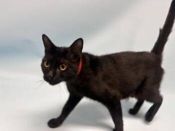 Aster -  Domestic Short Hair Cat for Adoption in Minneapolis, Minnesota - Aster | PetCurious