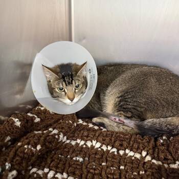 Lupita -  Domestic Short Hair Cat Available for Adoption in Idaho Falls, Idaho - Lupita | PetCurious