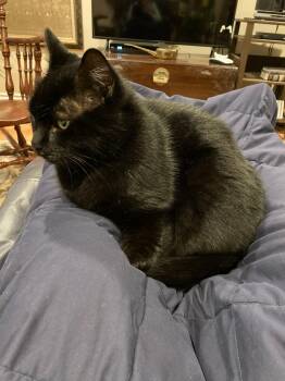 Domestic Short Hair Cats Available for Adoption - Smudge | PetCurious