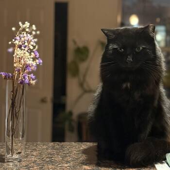 Domestic Long Hair Cats Available for Adoption - Cassis | PetCurious