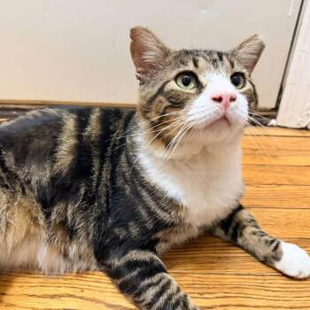 George -  Tabby and Domestic Short Hair Cat for Adoption in Newark, New Jersey - George | PetCurious