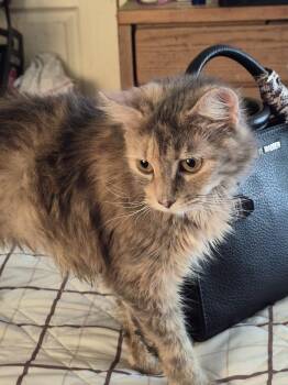 Tortoiseshell and Dilute Tortoiseshell Cats Available for Adoption - Marsha Brady | PetCurious