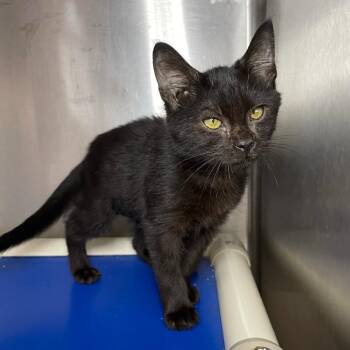 Violet -  Domestic Short Hair Cat for Adoption in Roanoke, Virginia - Violet | PetCurious