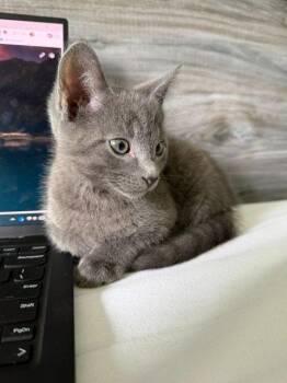 Mack -  Russian Blue Cat for Adoption in Raleigh, North Carolina - Mack | PetCurious