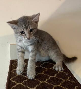 Swizzle -  Domestic Short Hair Cat for Adoption in East Brunswick, New Jersey - Swizzle | PetCurious