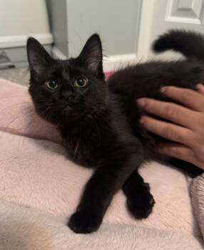 Theodora - SR -  Domestic Long Hair Cat for Adoption in Greenville, South Carolina - Theodora - SR | PetCurious