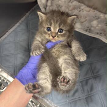 Linda -  Domestic Medium Hair Cat for Adoption in Spring Hill, Kansas - Linda | PetCurious