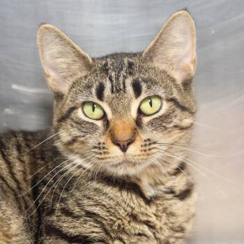 Rescue Domestic Short Hair Cats for Adoption in Allentown, Pennsylvania - Irene | PetCurious