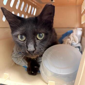 Sombra -  Domestic Medium Hair Cat for Adoption in Philadelphia, Pennsylvania - Sombra | PetCurious