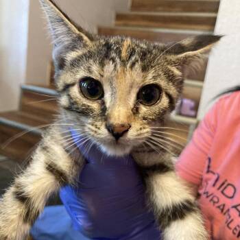 Knuckles -  Domestic Short Hair Cat for Adoption in Midland, Texas - Knuckles | PetCurious