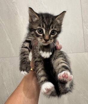 Pickle -  Domestic Short Hair and Tabby Cat for Adoption in New York, New York - Pickle | PetCurious