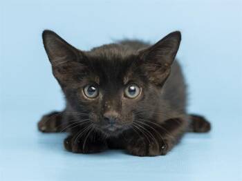 KATY -  Domestic Short Hair Cat for Adoption in Phoenix, Arizona - KATY | PetCurious