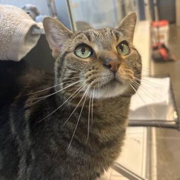 Ozzy -  Domestic Short Hair Cat for Adoption in Pittsburgh, Pennsylvania - Ozzy | PetCurious