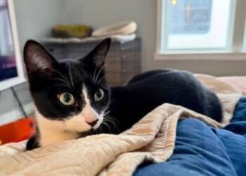 Domestic Short Hair Cats Available for Adoption - Mittens | PetCurious