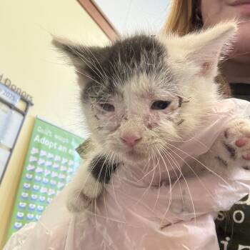Bob -  Domestic Short Hair Cat for Adoption in Lynchburg, Virginia - Bob | PetCurious