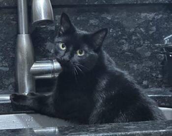 Luna -  Domestic Short Hair Cat for Adoption in West Chester, Pennsylvania - Luna | PetCurious