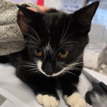 Spaghetti -  Domestic Short Hair Cat for Adoption in Madisonville, Tennessee - Spaghetti | PetCurious