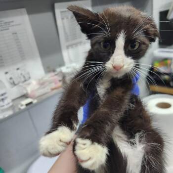 Tristan -  Domestic Short Hair Cat for Adoption in Summerville, South Carolina - Tristan | PetCurious