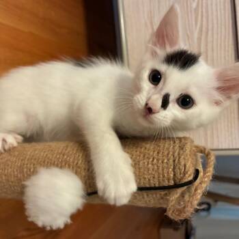 Domestic Medium Hair Cats Available for Adoption in Pasadena, California - Dot | PetCurious