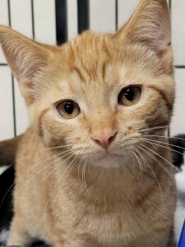 Domestic Short Hair Cats Available for Adoption in Portage, Wisconsin - Rooster | PetCurious