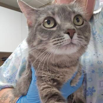 Mamas Thunder -  Domestic Short Hair Cat for Adoption in Milan, Illinois - Mamas Thunder | PetCurious