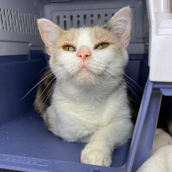 Patricia -  Domestic Short Hair Cat for Adoption in Roanoke, Virginia - Patricia | PetCurious