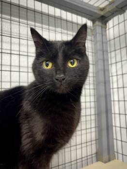 Domestic Short Hair Cats Available for Adoption in Kalamazoo, Michigan - Mo | PetCurious