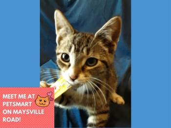 Rescue Domestic Short Hair Cats for Adoption in Fort Wayne, Indiana - STITCH | PetCurious